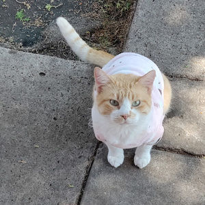 Meet your Posher, Clash